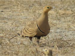 Chestnut-bellied Sandgrouse